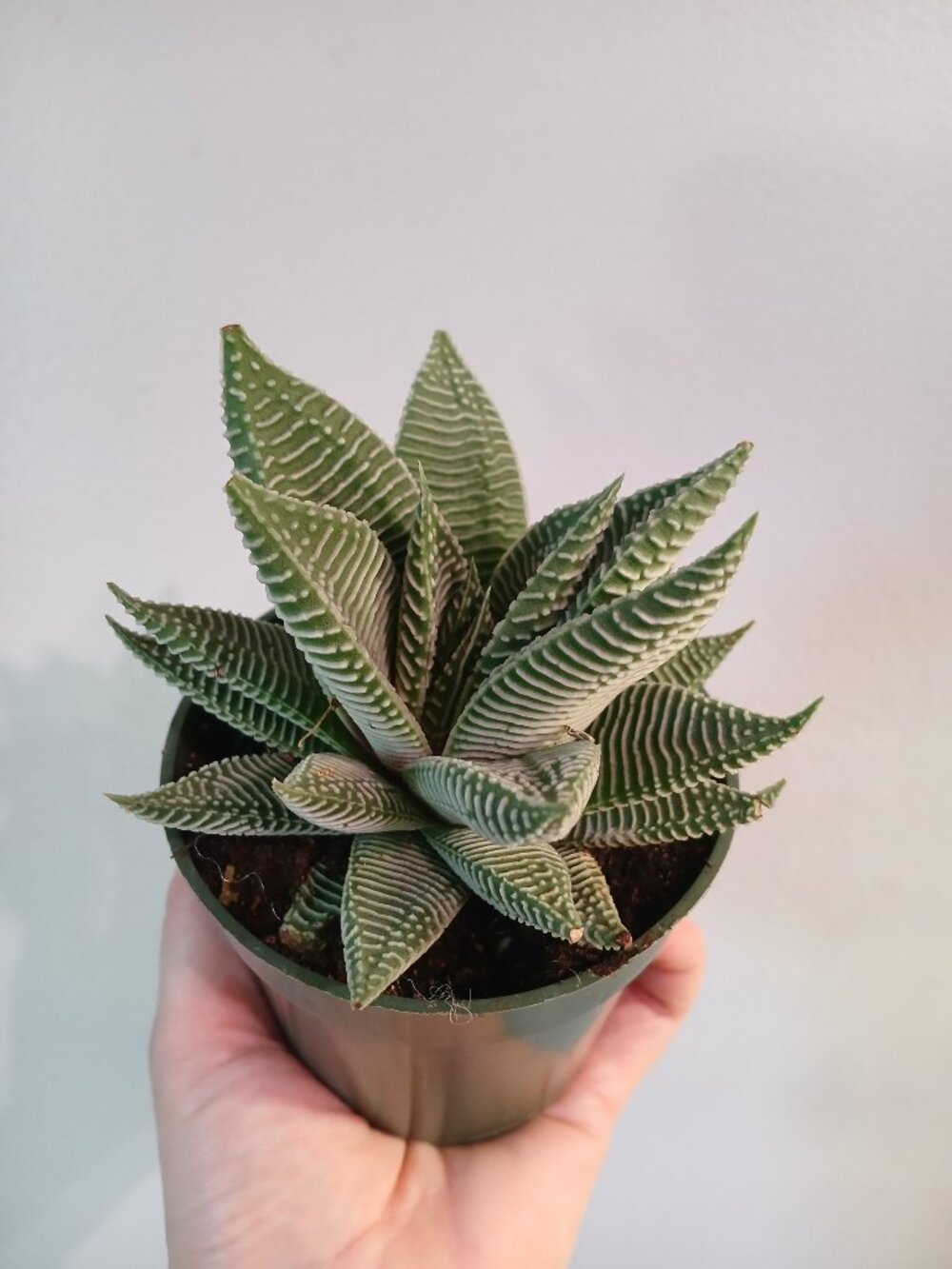 Haworthia Cactus